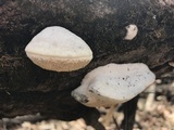 Trametes suaveolens image