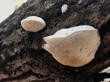 Trametes suaveolens image
