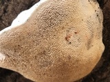 Trametes suaveolens image