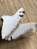Trametes suaveolens image