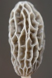 Morchella sceptriformis image