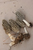Morchella sceptriformis image