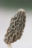 Morchella sceptriformis image