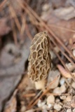 Morchella sceptriformis image