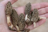 Morchella sceptriformis image