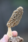 Morchella sceptriformis image