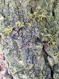 Cyphelium inquinans image