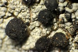Cyphelium inquinans image