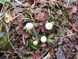 Geastrum minimum image