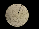Geastrum minimum image