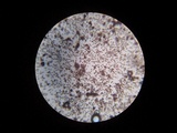 Geastrum minimum image