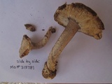 Amanita protecta image