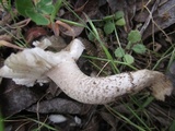 Amanita protecta image