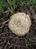 Amanita protecta image