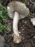Amanita protecta image
