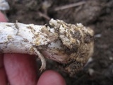 Amanita protecta image