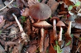 Psathyrella bipellis image