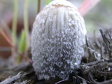 Coprinellus flocculosus image