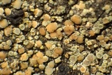 Lecanora albellula var. albellula image