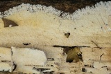 Steccherinum fimbriatum image