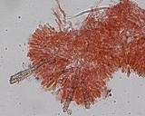 Steccherinum fimbriatum image
