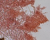 Steccherinum fimbriatum image