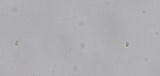 Steccherinum fimbriatum image