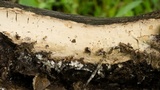 Scytinostroma portentosum image