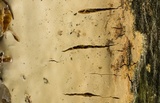 Scytinostroma portentosum image