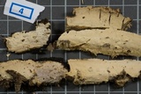 Scytinostroma portentosum image