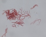 Scytinostroma portentosum image
