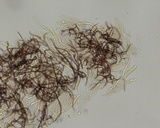 Scytinostroma portentosum image