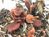 Tubaria vinicolor image