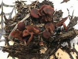 Tubaria vinicolor image