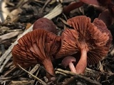 Tubaria vinicolor image