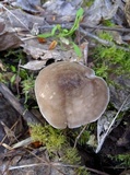 Pluteus exilis image