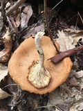 Pleurotus dryinus image