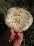 Amanita sect. Vaginatae image