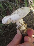 Amanita sect. Vaginatae image
