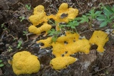 Fuligo septica image