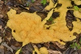 Fuligo septica image