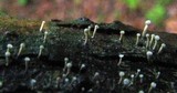 Stilbella flavipes image
