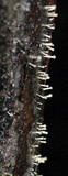 Stilbella flavipes image