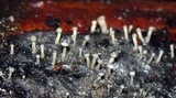 Stilbella flavipes image