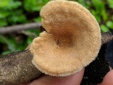 Panus lecomtei image