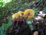 Xeromphalina tenuipes image