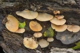 Crepidotus applanatus image