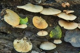 Crepidotus applanatus image