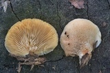 Crepidotus applanatus image