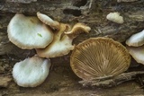 Crepidotus applanatus image